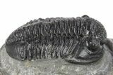 Detailed Gerastos Trilobite Fossil - Morocco #277651-3